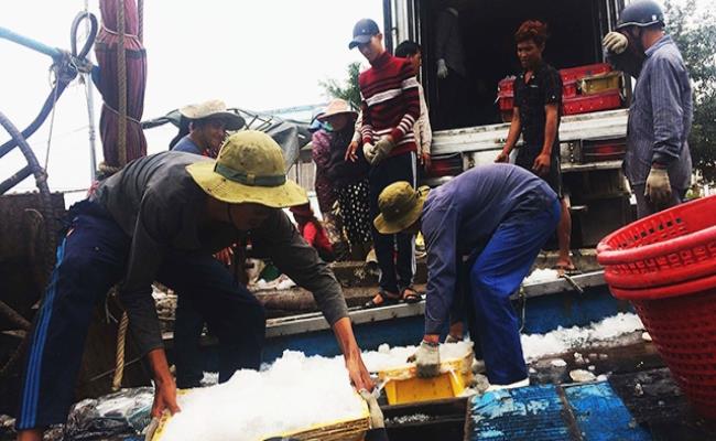 Nghề này đòi hỏi ngư dân phải làm việc nhiều giờ mỗi ngày, có khi là vào ban đêm và không có thời gian nghỉ. Bù lại, nếu thuận lợi trong mỗi chuyến đi biển thì người dân lại dễ dàng đút túi “bộn” tiền.&nbsp;
