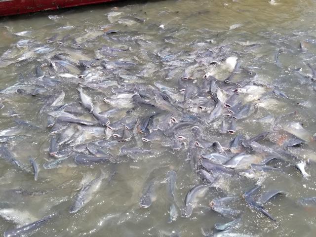 Kỳ lạ: Hàng ngàn con cá lũ lượt kéo đến bến sông ở An Giang, quyết không rời đi