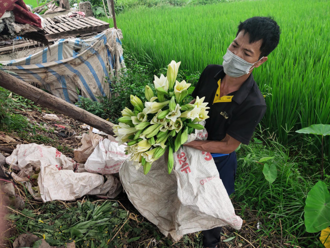 Chủ các vườn hoa đang lao đao khi có thể rơi vào cảnh mất trắng nếu dịch bệnh kéo dài. Ảnh: Huy Hoàng