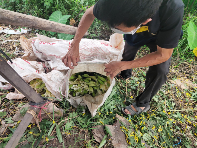 Hoa loa kèn hái xong đành phải bỏ.