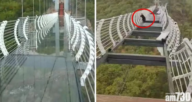 Cầu kính trước và sau khi gặp phải cơn gió giật tới 150 km/h ở Trung Quốc. Một du khách bị mắc kẹt (khoanh tròn đỏ) trên cầu kính. Ảnh: am730