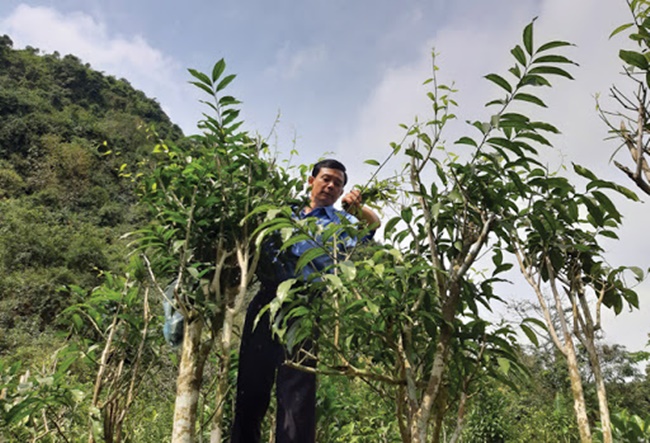 Còn bà Nguyễn Thị Chẩn ở xóm Tháu, xã Thái Thịnh, TP. Hòa Bình, tỉnh Hòa Bình có một cây rau sắng mỗi năm cho 60kg rau, thu được 3 triệu đồng. 
