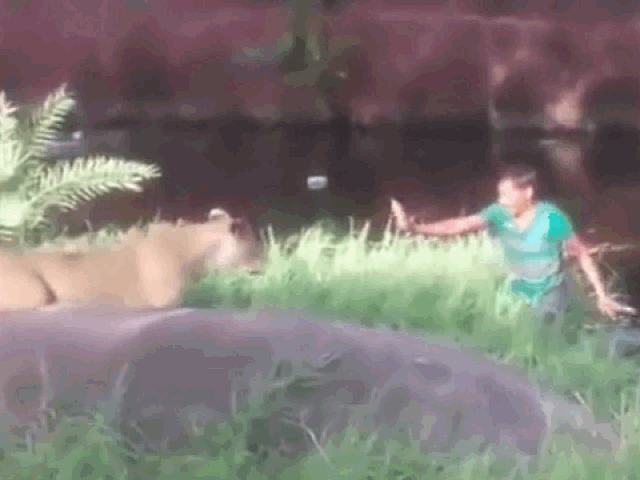 Clip: Say rượu, người đàn ông nhảy vào vườn thú "cãi nhau" với sư tử