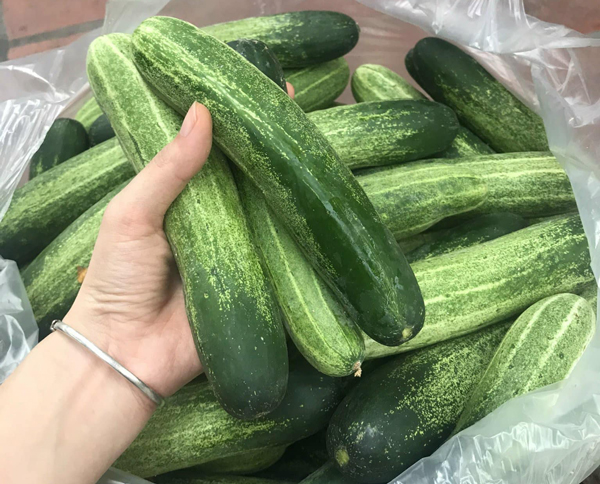 Dưa chuột rớt giá thảm hại, chỉ còn 1.000 đồng/kg.