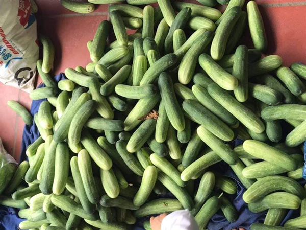 Nhiều người không muốn thu hoạch vì tiền nhận về chẳng được bao nhiêu, lỗ tiền giống và phân bón...