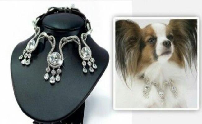 ông ty I Love Dogs Diamonds đã sản xuất chiếc vòng cổ dành cho cún cưng đắt nhất thế giới. Sản phẩm này có tên Amour Amour Dog Collar.
