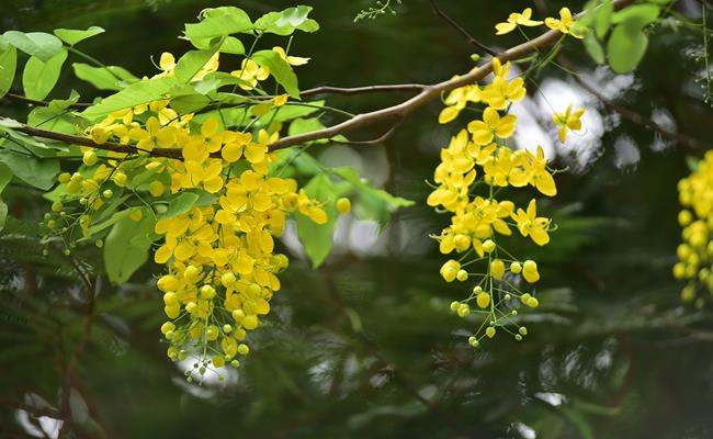 Muồng hoàng yến (hoa bò cạp vàng, hoa osaka) là loài hoa vô cùng phổ biến tại Việt Nam.
