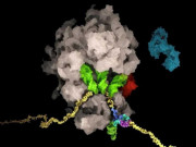 Thế giới - Giới khoa học Thụy Sĩ tìm ra 'tử huyệt' của virus SARS-CoV-2