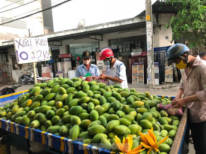 Xoài cũng là loại trái cây đầu mùa có giá cực rẻ. Cụ thể, xoài cát chu bán lẻ chỉ xoay quanh 15.000 – 20.000 đồng/kg; xoài cát Hòa Lộc 30.000 – 40.000 đồng/kg; xoài keo, xoài xanh Đài Loan chỉ từ 10.000 – 15.000 đồng/kg… Nguyên nhân được cho là do sản lượng tăng nhưng đầu ra không tương xứng khiến giá rớt thê thảm.