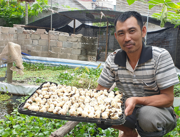 Vào mùa sinh sản, có ngày ông thu được từ 3,5-4,5kg trứng ốc nhồi, bán với giá 1,3-1,5 triệu đồng (tùy thời điểm).