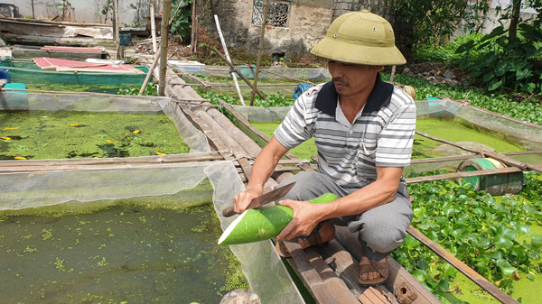 Ông Thức dùng quả bí nhà trồng được để cho ốc nhồi ăn.