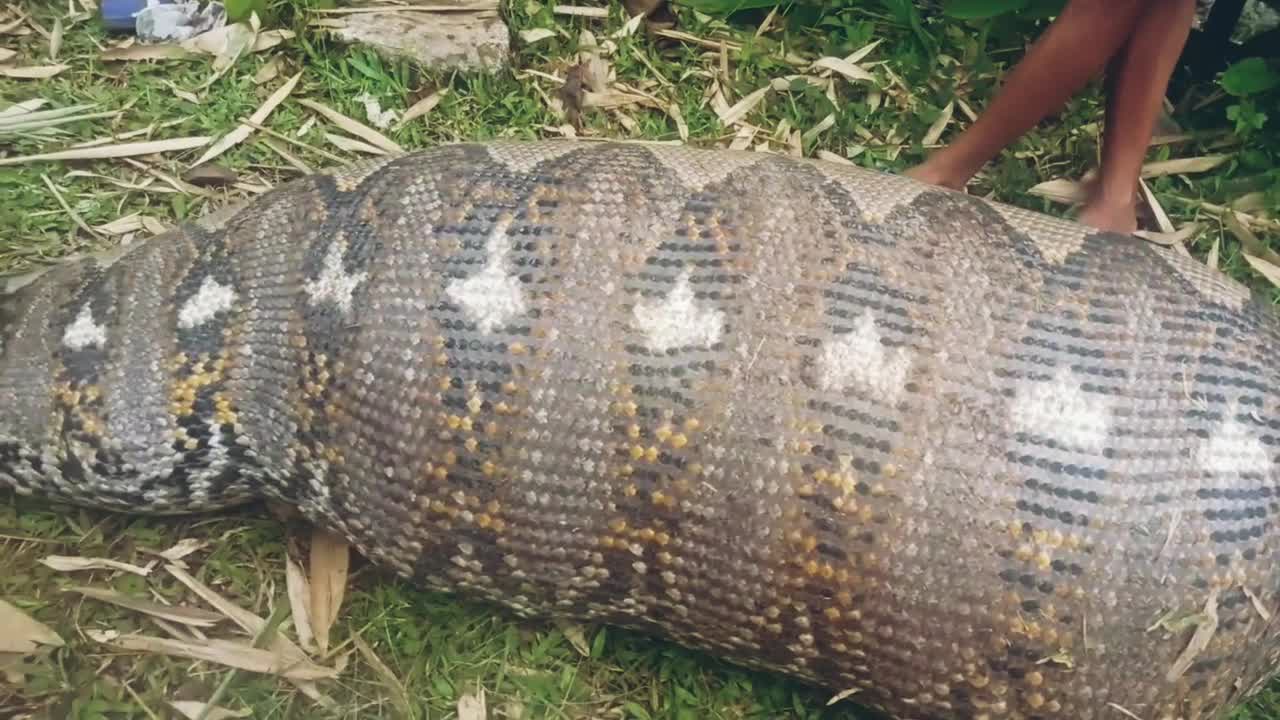 Con trăn có phần bụng to lớn khác thường.