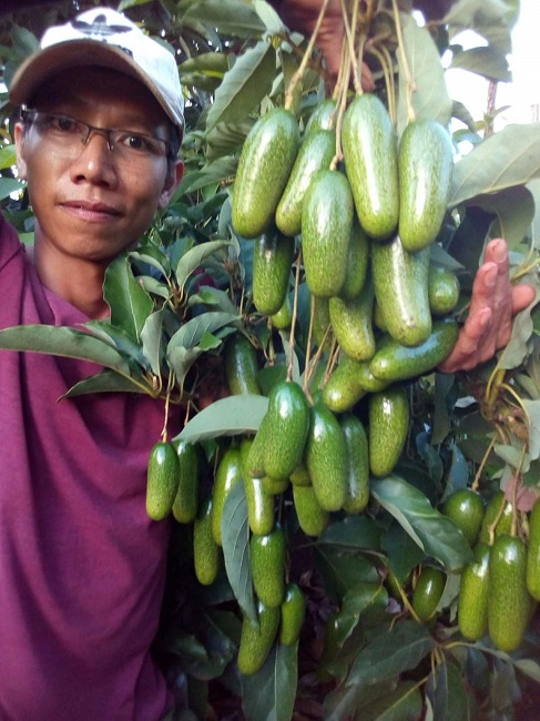 Anh Minh bên cây bơ không hạt của gia đình.