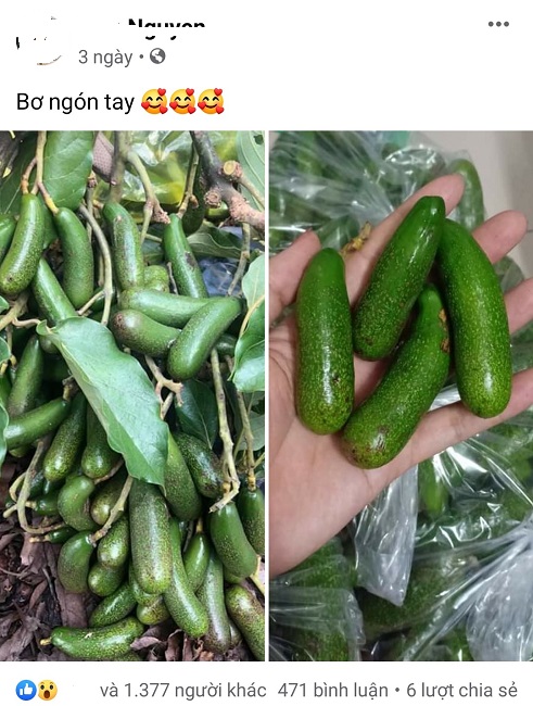 Bài viết giới thiệu và bán loại bơ tí hon hay còn gọi là bơ ngón tay nhận được sự quan tâm của hàng nghìn người. (Ảnh chụp màn hình).