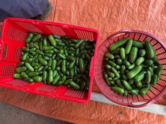 Giá cao nhưng loại bơ này không được trồng phổ biến do năng suất thấp.