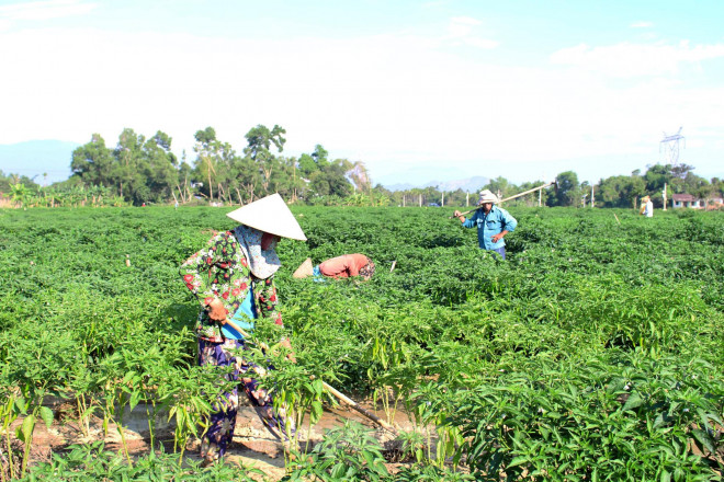 Những ngày qua, bà Phạm Thị Bốn (thôn Bồ Bản, xã Hòa Phong, huyện Hòa Vang, Đà Nẵng) "nóng ruột" với 1 sào rưỡi ớt xanh đang vào vụ. Năm nay, cả vùng trồng ớt được mùa, thế nhưng người dân lại "khóc dở" vì không bán được.