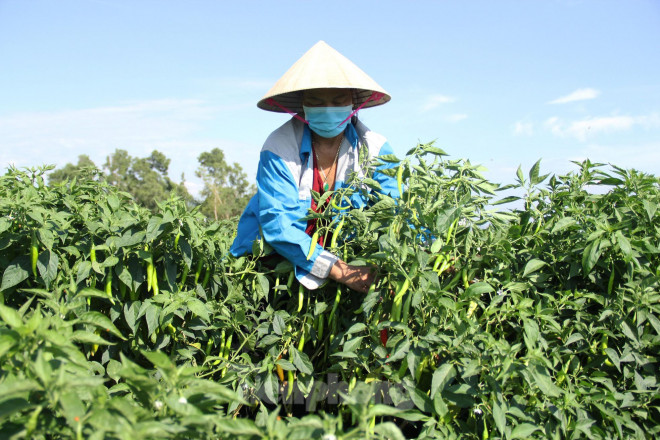 "Năm nay, ớt vào vụ ngay đúng đợt dịch COVID - 19 bùng phát trở lại nên nông dân chúng tôi điêu đứng. Dịch bệnh khiến sức mua giảm sút khi các quán ăn, nhà hàng đóng cửa, các chợ cũng ế ẩm. Thông thường thời điểm này, thương lái từ các chợ đầu mối, chợ lớn tấp nập về đây thu mua ớt, nhưng năm nay không thấy ai", bà Bốn ngậm ngùi.