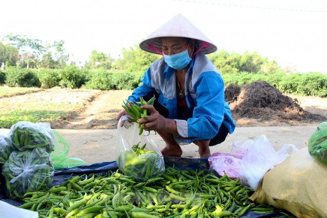 Theo ông Nguyễn Văn Vân, Chủ tịch Hội Nông dân huyện Hòa Vang, cho biết, Bưu điện TP Đà Nẵng đã liên hệ với Hội để hỗ trợ tiêu thụ ớt xanh Bồ Bản ùn ứ do ảnh hưởng của dịch bệnh COVID - 19 thông qua sàn thương mại điện tử của Tổng Công ty Bưu điện Việt Nam (PostMart.vn). "Thời gian qua, thông qua các kênh của Hội Nông dân, chúng tôi đã hỗ trợ người dân tiêu thụ số ớt bị ùn ứ. Nhưng về lâu về dài, đó vẫn chỉ là giải pháp tạm thời bởi sản lượng ớt mỗi ngày là rất lớn. May mắn là Bưu điện TP đã hỗ trợ đưa ớt Bồ Bản lên "sàn", đồng thời, hỗ trợ toàn bộ cước phí vận chuyển cho nông dân Bồ Bản để tạo đầu ra ổn định trong thời gian tới", ông Vân nói thêm.