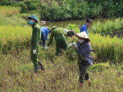 Tin tức trong ngày - Công an lội ruộng gặt lúa giúp người dân F1, F2 đang phải đi cách ly vì dịch COVID-19