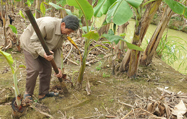 Ông Tín trồng chuối tây Thái Lan, mỗi năm thu về hơn nửa tỷ đồng.