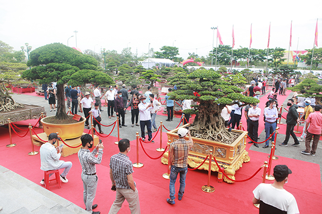 Được đặt ở vị trí trung tâm là 4 “siêu cây” của anh Phan Văn Toàn (TP. Việt Trì) – Toàn “đô la”. Dàn cây này có mặt tại triển lãm khiến giới chơi cây, du khách “phát sốt”, ai cũng phải dừng chân ngắm.
