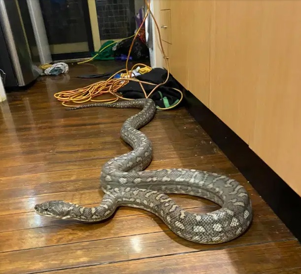 Con trăn thảm ven biển dài 3m bị bắt khi đang trượt dài trên mái nhà ở Brisbane. Ảnh: Brisbane North Snake Catchers and Relocation.