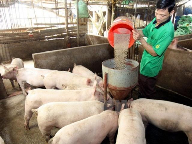 Giá lợn hơi giảm tới 20 nghìn đồng/kg, người chăn nuôi nói gì?