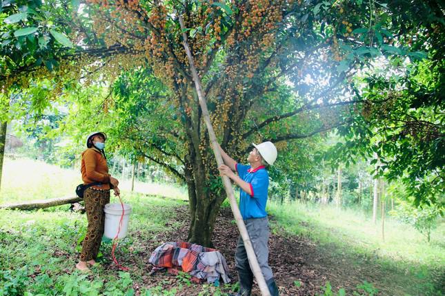 Những thân dâu da đất chi chít cả chục nghìn quả khiến người trồng lẫn khách đều cảm thấy đã mắt.