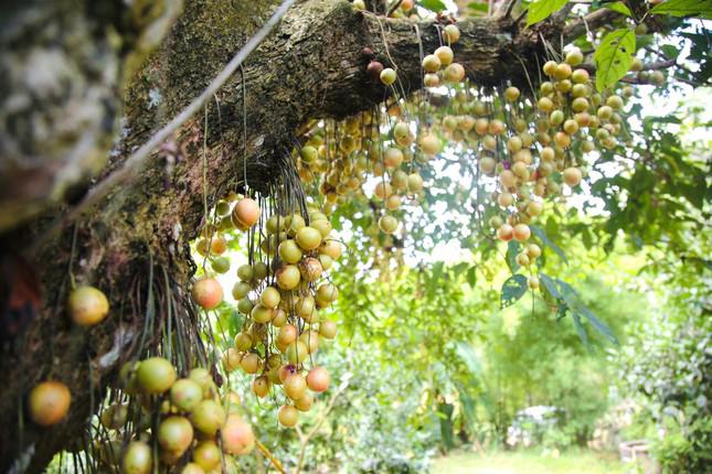 Những quả dâu da căng mọng, đã chín chờ thu hoạch. Quả mọc từ tận gốc đến ngọn cây.