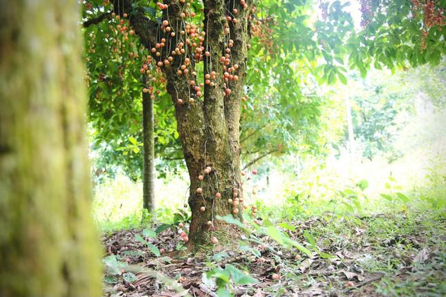 Không cần chăm sóc cầu kỳ, đến dịp này gia đình ông Kỳ có thu hoạch mỗi gốc từ 3 triệu đồng trở lên. Gốc dâu da quả bắt đầu từ gốc cho đến ngọn. Như ông Kỳ chia sẻ, có nhiều khách đến trả giá hơn hơn chục triệu một gốc dâu da tuổi đời trên 40 năm nhưng ông vẫn không bán.