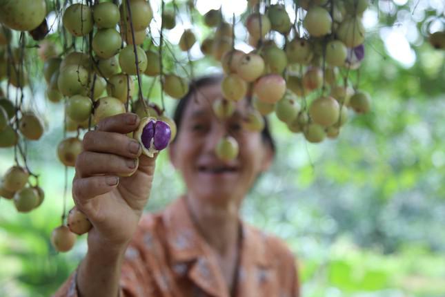 “Dâu da có nhiều loại quả khác nhau, có cây cho quả màu đỏ, nhưng có cây quả màu trắng. Dịp này người đến mua nhiều lắm, họ sẽ tự trèo lên hái, sau đó xuống tại sân để cân rồi tính tiền. Như gốc này có người đến trả mấy chục triệu mà không bán. Vì tôi muốn giữ lại cho con cháu, phần nữa mỗi năm có mấy triệu bạc ở đây rồi”, bà Hòa nói.