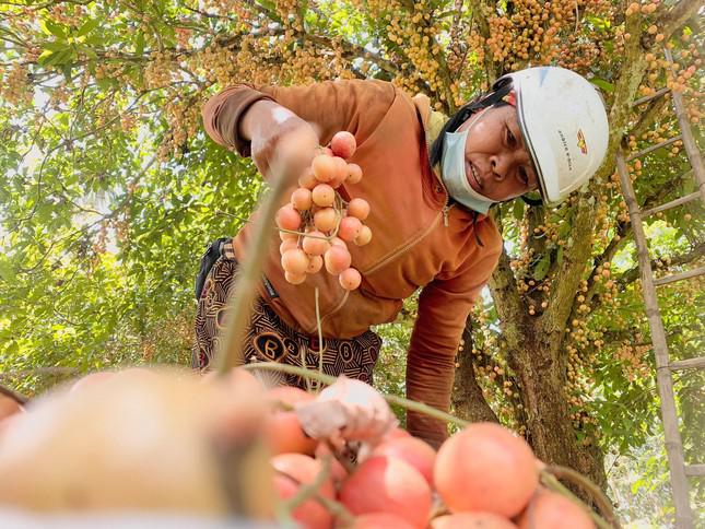 Dịp này chị Trần Thị Hà (trú huyện Hương Khê) thường xuyên vào tận các nhà có dâu da để thu mua về bán. Chị cho biết, thông thường thương lái sẽ chọn gốc nào ngọt, ngon nhất để mua, giá thì người trồng đưa ra.