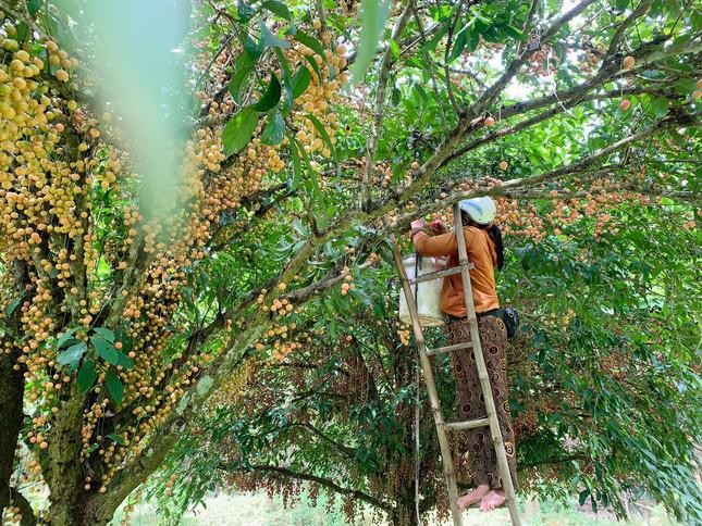 "Quả&nbsp;dâu da thu hoạch tầm khoảng 20 ngày là hết, khách hàng mua rất nhiều. Có người mua cả tạ đưa hẳn ra Hà Nội, Sài Gòn để biếu", chị Hà nói.