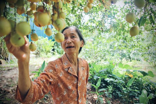 Bà Nguyễn Thị Hòa (xã Hà Linh) cũng có gốc dâu da hàng chục năm tuổi, vào thời điểm thu hoạch quả. Bà Hòa cho hay, những năm trước gốc này cho thu hoạch trên 2 tạ quả, nhưng năm nay được mùa khả năng nhiều hơn.