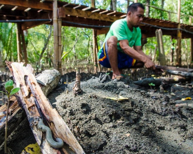 Khiếp vía với món sâu gỗ nhầy nhụa ăn sống của Philippines - 8