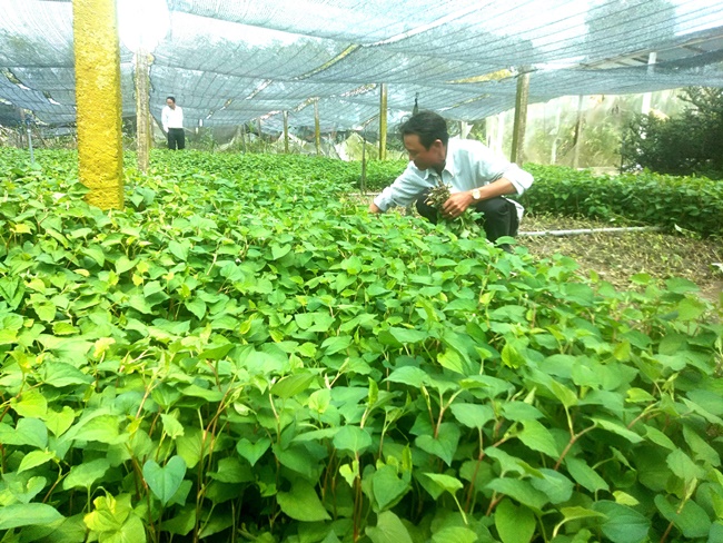 Ví dụ ông Trần Thanh Tuấn, Nhị Bình,&nbsp;Châu Thành, tỉnh Tiền Giang có 2 công đất trồng rau diếp cá sau đó mua thêm 4 công đất nữa để trồng, mỗi năm thu hoạch 5-6 đợt, tính hàng năm lãi vài trăm triệu đồng.