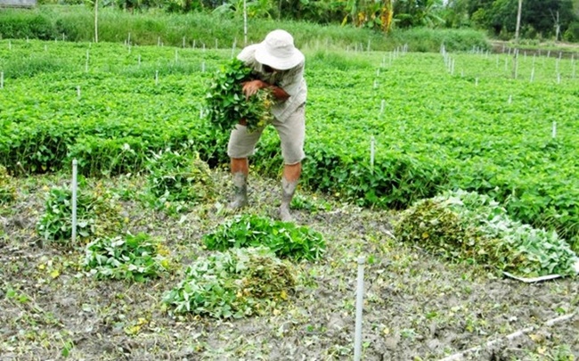 Lá diếp cá tươi có thể dùng trong y học giúp hạ sốt hiệu quả và được dân gian sử dụng.