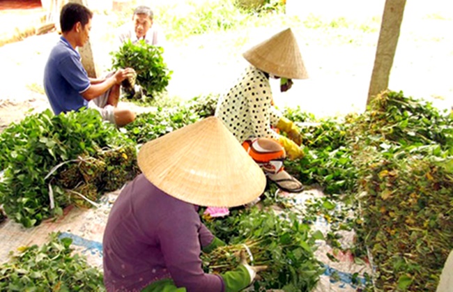 Một thời rau diếp cá từng chỉ cho lợn ăn, nhưng mấy năm trở lại đây nhiều nhà đã trồng quy mô lớn để đem bán ra thị trường.