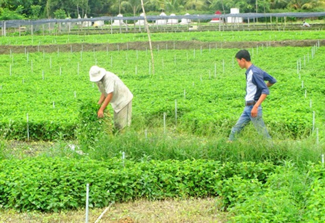 Trồng diếp cá chỉ&nbsp;vất vả&nbsp;khâu thu hoạch, bà con phải thuê mướn nhiều lao động, thu xong có thương lái đến tận nhà để thu mua.