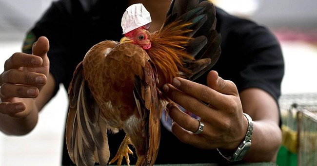 Một con gà loại này được đánh giá đẹp là cổ và đầu kéo căng ra phía sau, ngực ưỡn, không có khoảng trống giữa đầu và đuôi.
