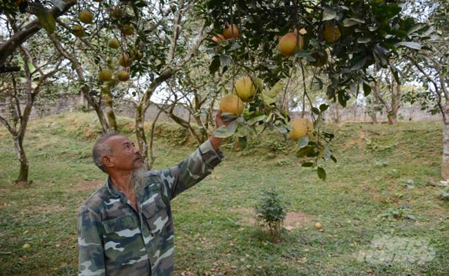 Bưởi Đại Minh (đặc sản của huyện Yên Bình, tỉnh Yên Bái) là giống bưởi quý được phát hiện từ hơn 300 năm trước.
