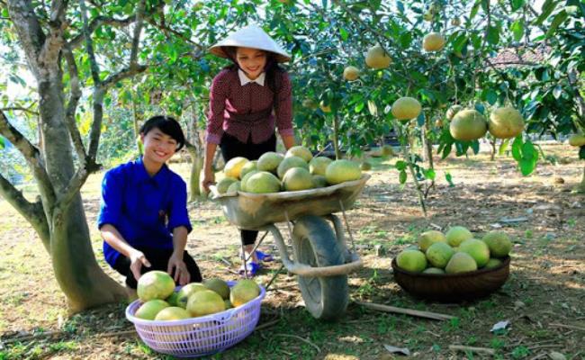 Ông Hiếu cho biết, gia đình ông mỗi năm thu hoạch khoảng trên 20.000 quả bưởi. Loại bưởi ngon tuyển chọn được ông bán với giá&nbsp;50.000đ/quả, loại trung bình có giá 25.000 - 30.000đ/quả.
