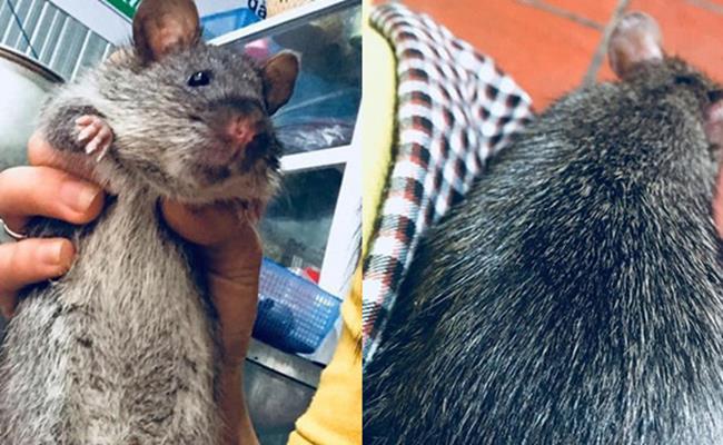 Nhắc đến những loài “ăn bẩn, ở bẩn” thì chắc chắn không thể thiếu loài chuột. Ở Việt Nam, chuột cống nhum là loại chuột lớn, có lông đen xám với trọng lượng mỗi con trưởng thành lên tới 0,8 kg - 1 kg.
