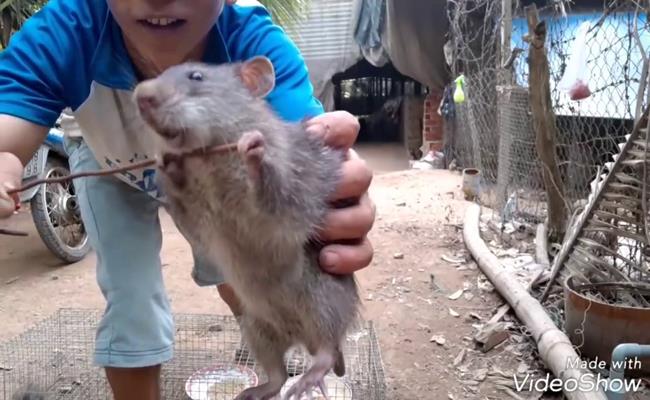 Hiện nay, một cặp chuột cống nhum giống (khoảng 2 tháng tuổi) có giá 100.000 đồng/cặp, 4 tháng tuổi có giá 200.000 đồng/cặp.
