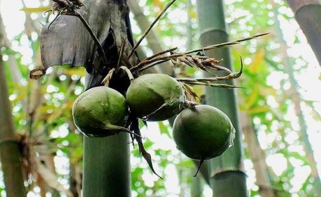 Tre lê là 1 loại trái cây mọc trên thân cây tre, có hình tròn với phần chóp nhọn giống như quả đào, phân bố nhiều ở các vùng Quảng Đông, Quảng Tây (Trung Quốc), ở Ấn Độ, Miến Điện và Mongola. 
