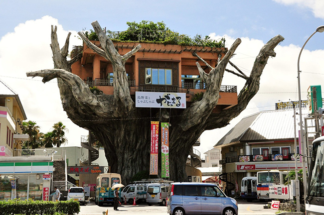 Gajumaru Treehouse Diner - Nhật Bản: Nếu được chiêm ngưỡng ngôi nhà này bạn sẽ thấy đây thực sự là một cảnh tượng siêu thực.&nbsp;
