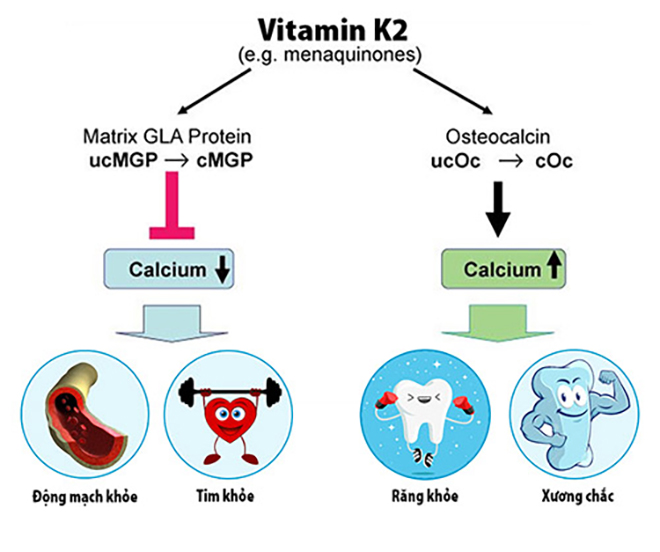 Vitamin K2 giúp giảm lượng canxi trong thành mạch, tăng canxi trong xương và răng