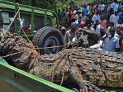 Thế giới - Uganda: Cá sấu khổng lồ dài 5m từng ăn thịt 80 dân làng, bị 50 người vây bắt và cái kết