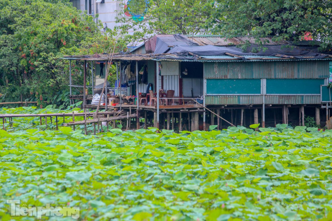 Bác Hà, chủ một đầm sen ở hồ Tây cho biết, ngay khi có yêu cầu của UBND TP Hà Nội, các đầm sen ở đây đều cam kết với chính quyền tạm dừng hoạt động kinh doanh để phòng chống dịch, nếu vi phạm sẽ bị phạt 20 triệu đồng.