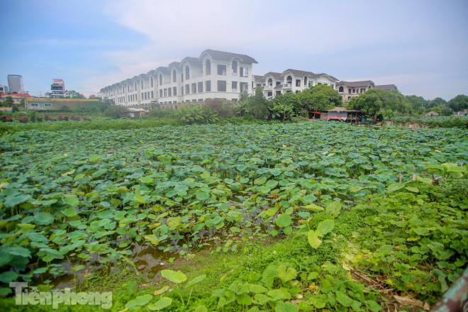 Anh Phong, một thợ chụp ảnh dịch vụ tự do chia sẻ: "Từ đầu mùa sen đến giờ tôi chưa nhận được khách nào do đầm sen ở Hà Nội không mở, nếu muốn chụp chắc phải ra ngoại thành. Có nhiều khách hỏi, đặt hàng tôi chụp nhưng vì dịch bệnh tôi đành hẹn dịp khác. Năm ngoái, tôi kiếm hàng chục triệu trong mùa này. Giờ chỉ hy vọng cuối tháng khi Hà Nội hết giãn cách, hoa còn nở để vớt vát lại".